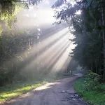 Panterej Goscinne *