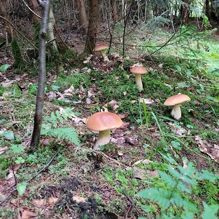 Panterej Goscinne