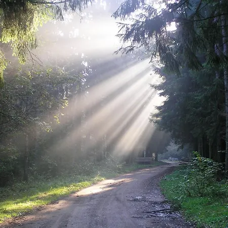 Panterej Goscinne *